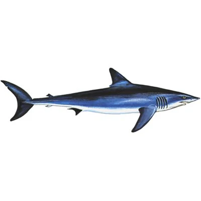 Mako