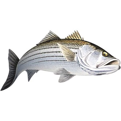 Stripped bass action